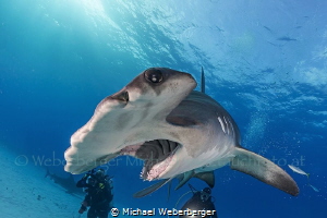the great hammerhead is one of the most elegant swimmers by Michael Weberberger 